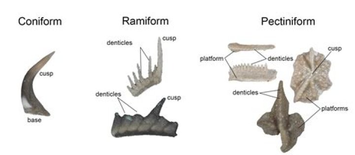 What is a conodont made of?