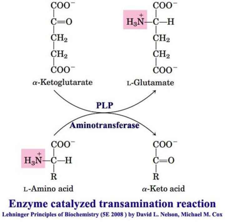 What is a transamination reaction?