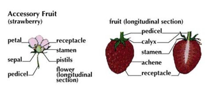 What is an accessory fruit?