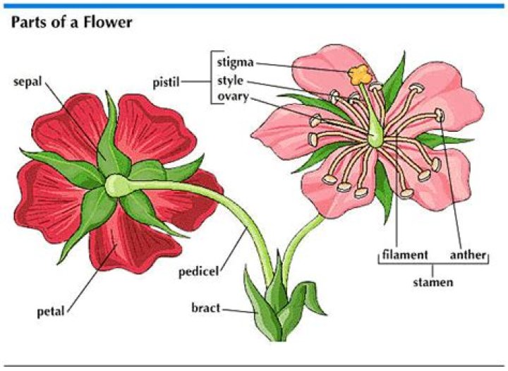 What is bract in flower?