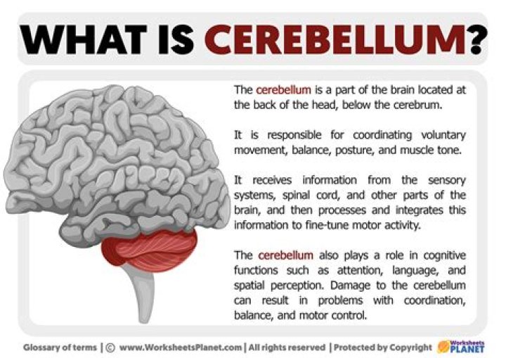 What is cerebellum for?