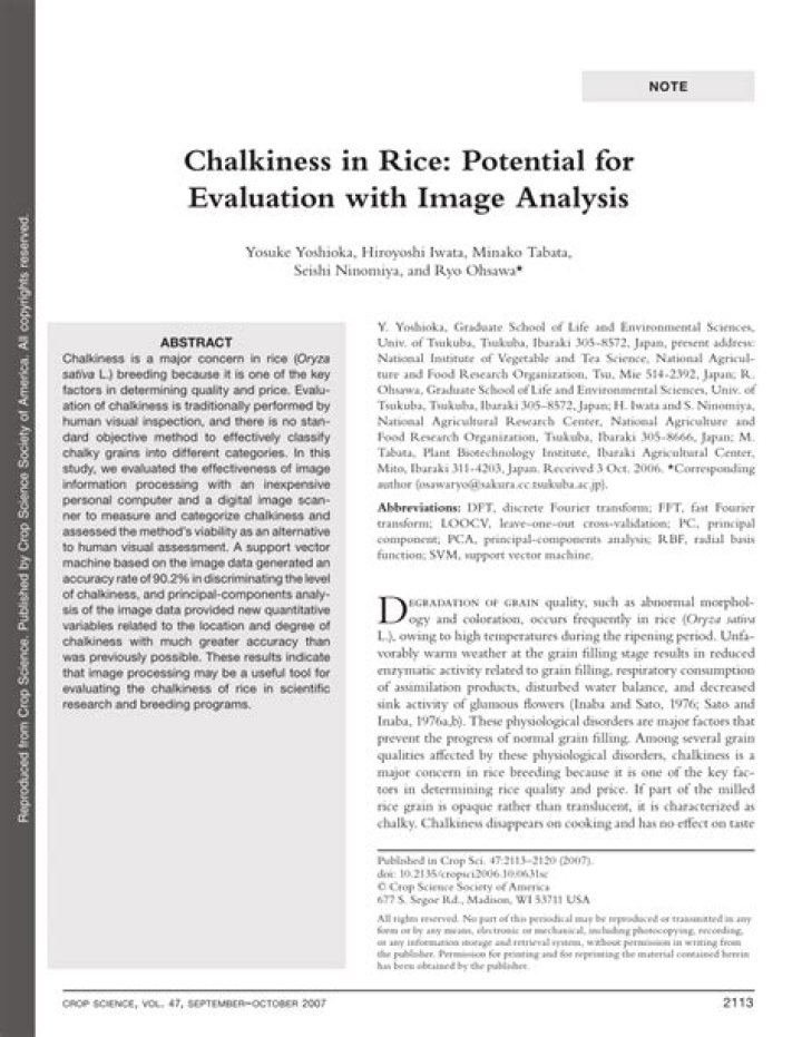 What is chalkiness in rice?