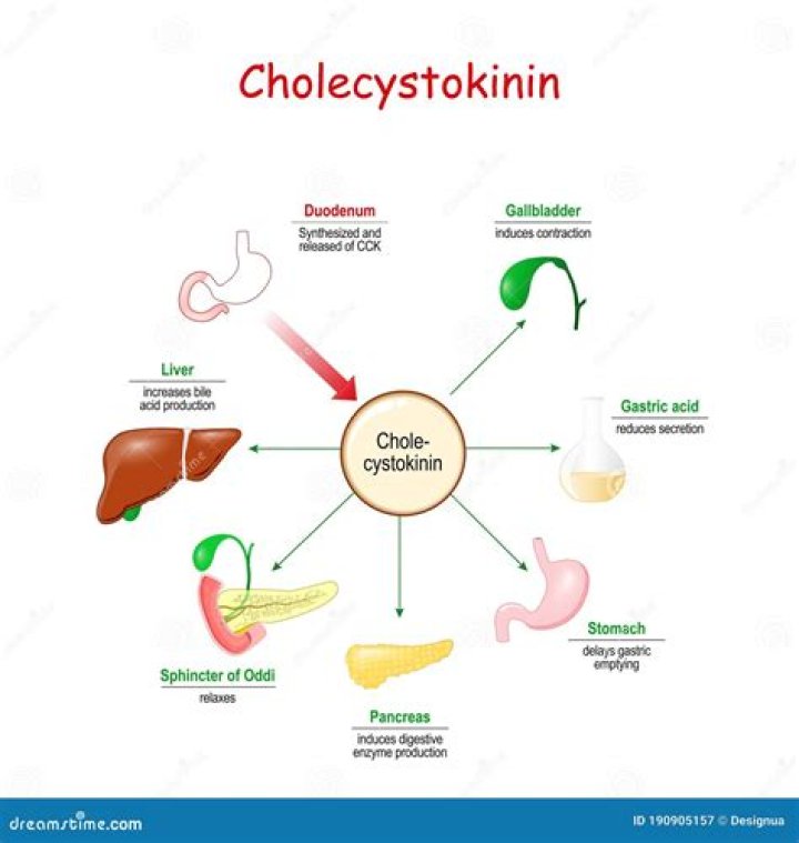 What is cholecystokinin (cck)?