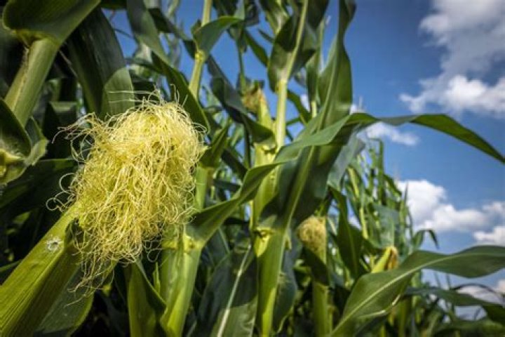 What is corn silking?