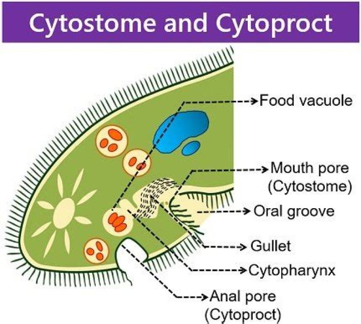 What is cytoproct used for?