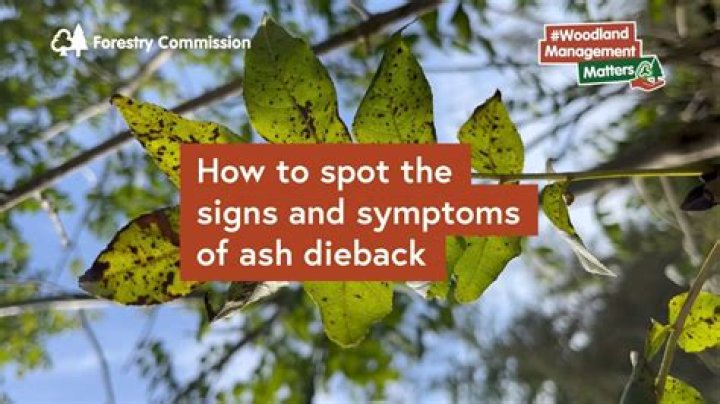 What is die back disease?