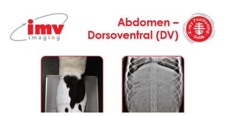 What is dorsoventral view?