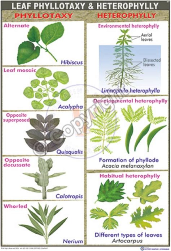 What is heterophylly plant?