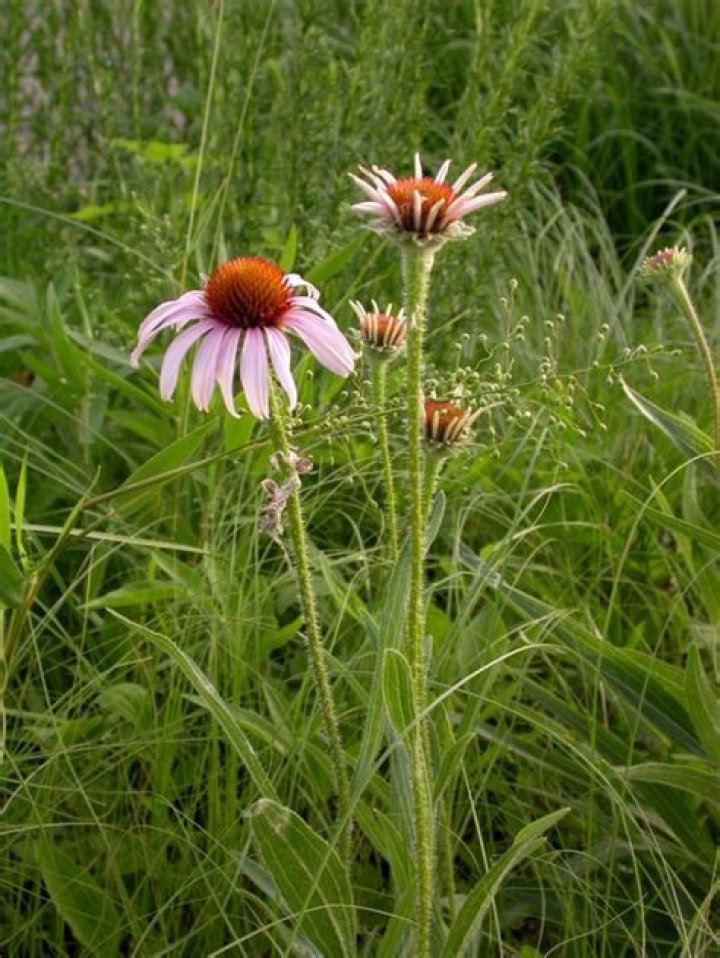 What is narrow leaved coneflower?