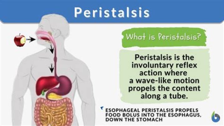 What is peristalsis class 10?