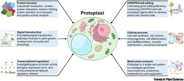 What is protoplast mcq?