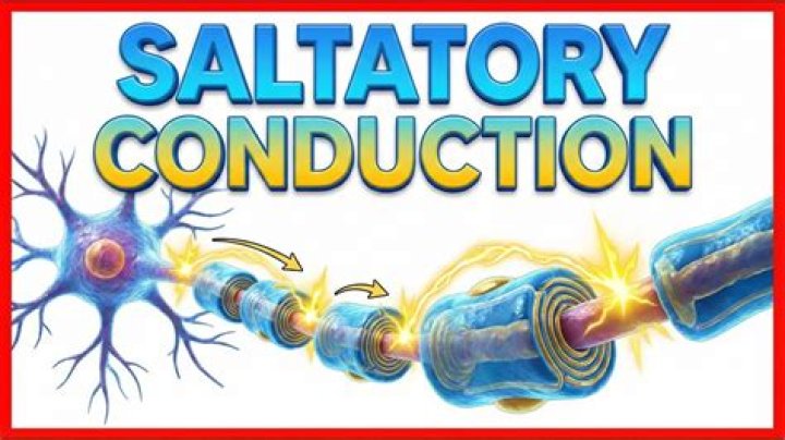 What is saltatory conduction a level biology?