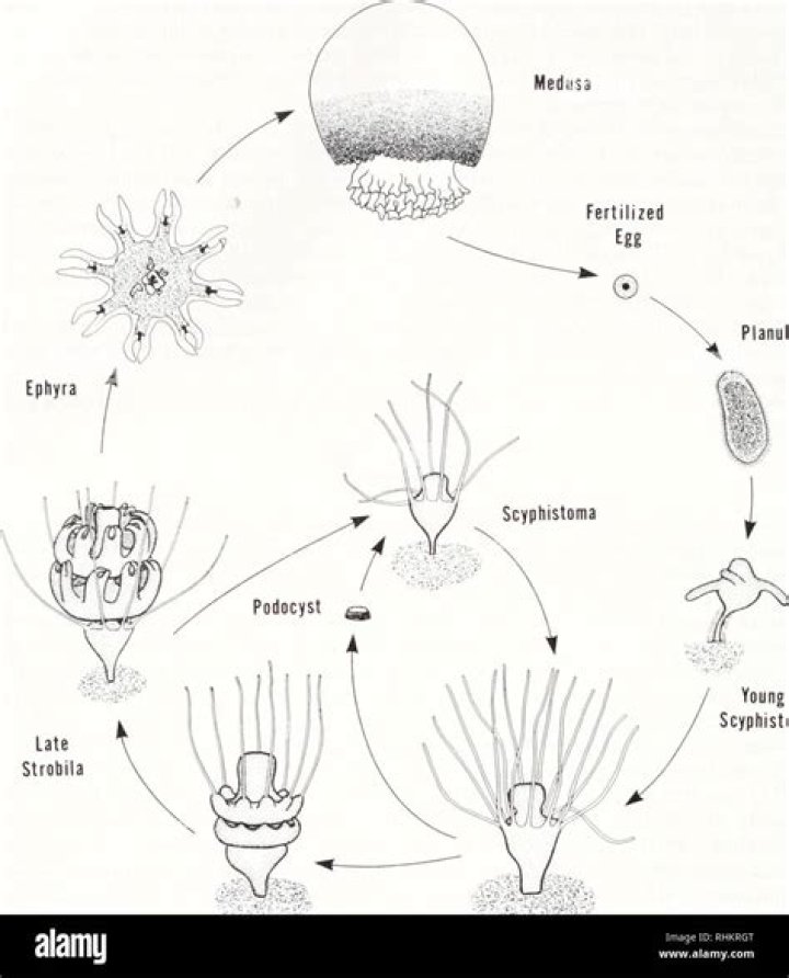 What is strobilation in zoology?