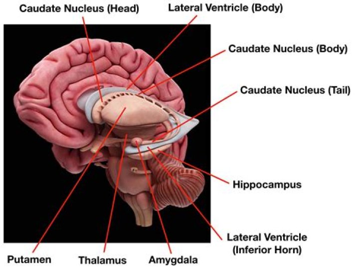 What is the caudate in the brain?