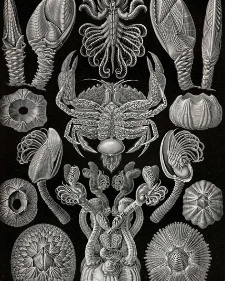 What is the contribution of ernst haeckel?