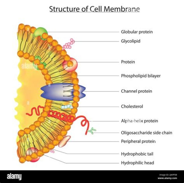 What is the function of glycolipids?