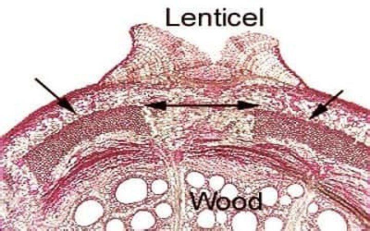 What is the function of lenticel?