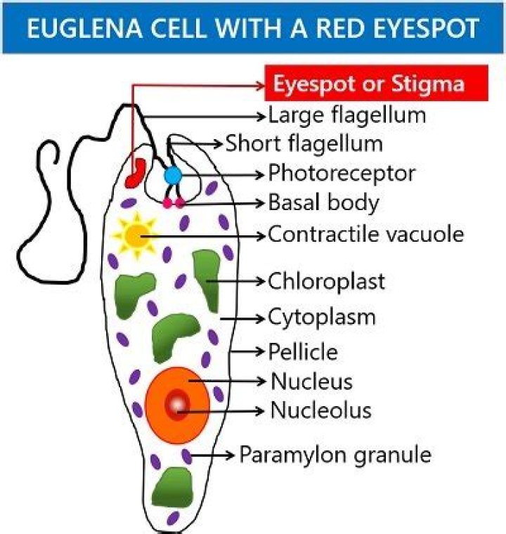 What is the importance of eyespot and gullet among euglena?