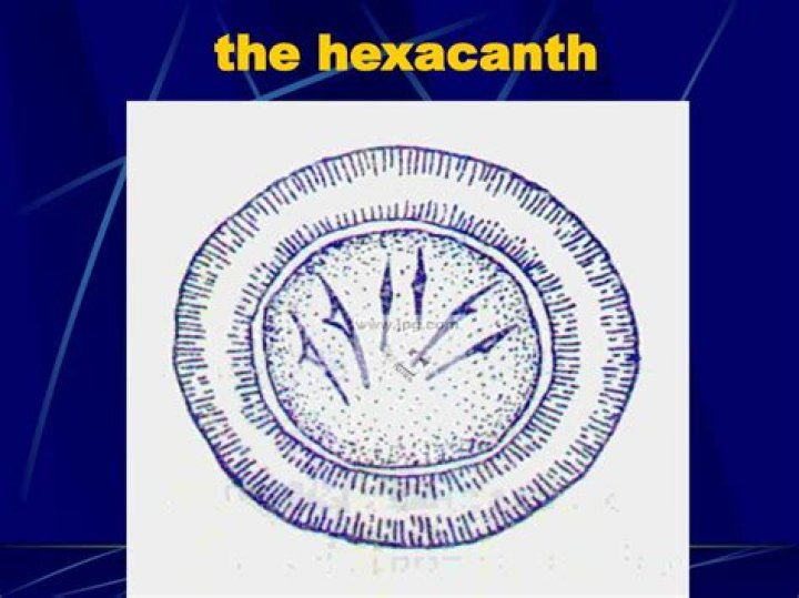 What is the meaning of hexacanth?