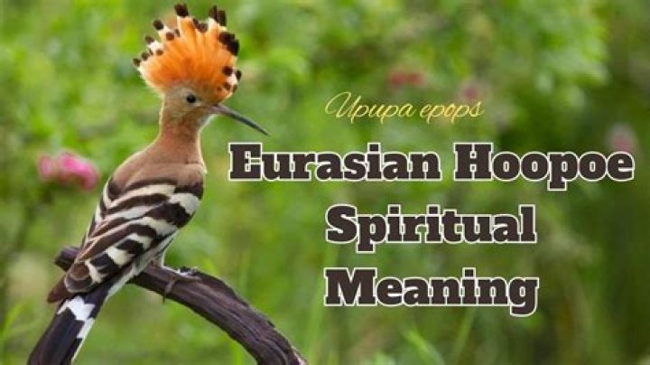 What is the meaning of upupa?