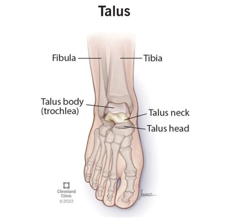 What is the talus bone?