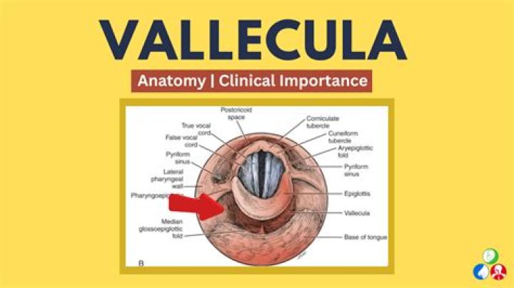 What is the valleculae and pyriform sinuses?