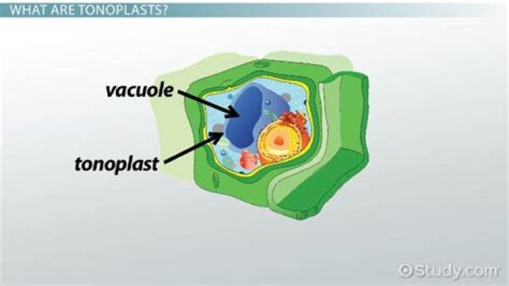 What is tonoplast and where it is found?
