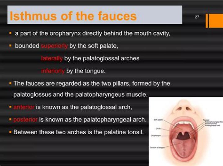 What isthmus of fauces?