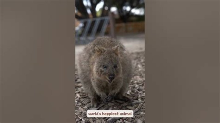 What sound does a quokka make?