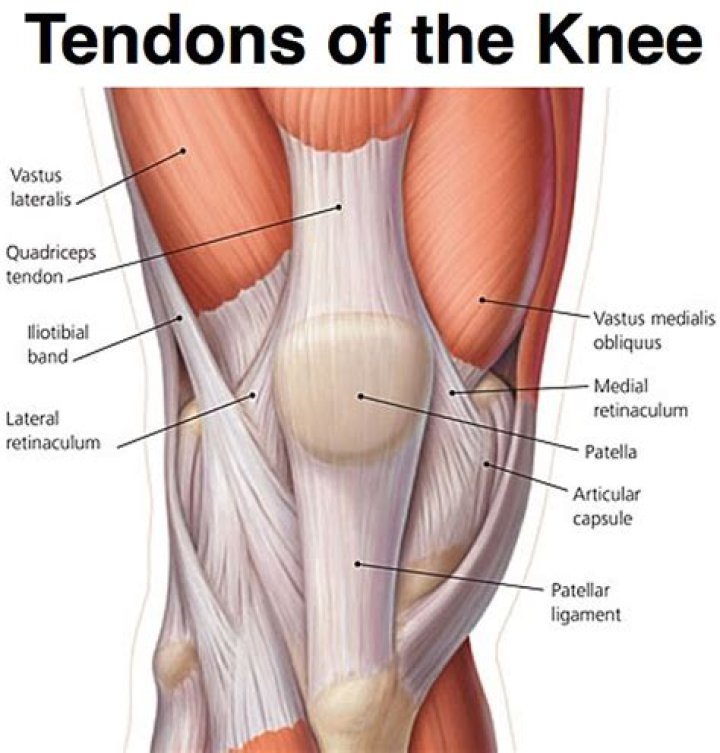 What tendons are in the knee?