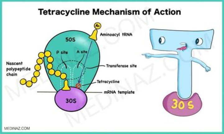What tetracycline used for?