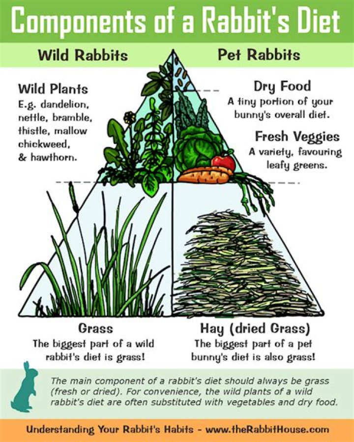 What to feed wild rabbits?
