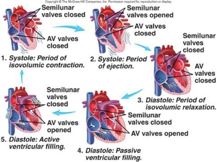 What valves are open during systole?