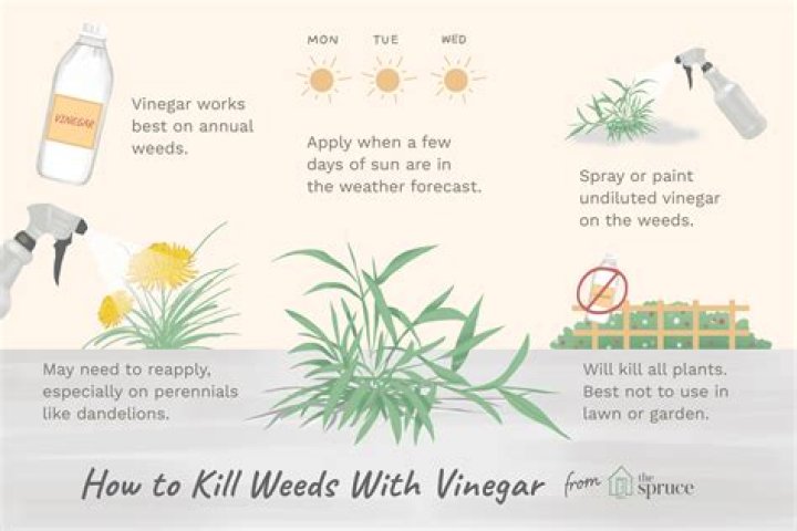 What weeds does vinegar kill?