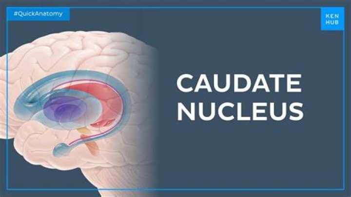 Whats a caudate nuclei?