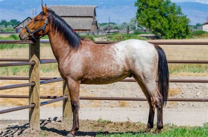 Whats faster a quarter horse or a thoroughbred?