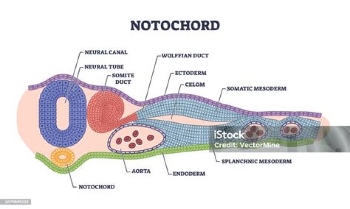 Whats the definition of notochord?