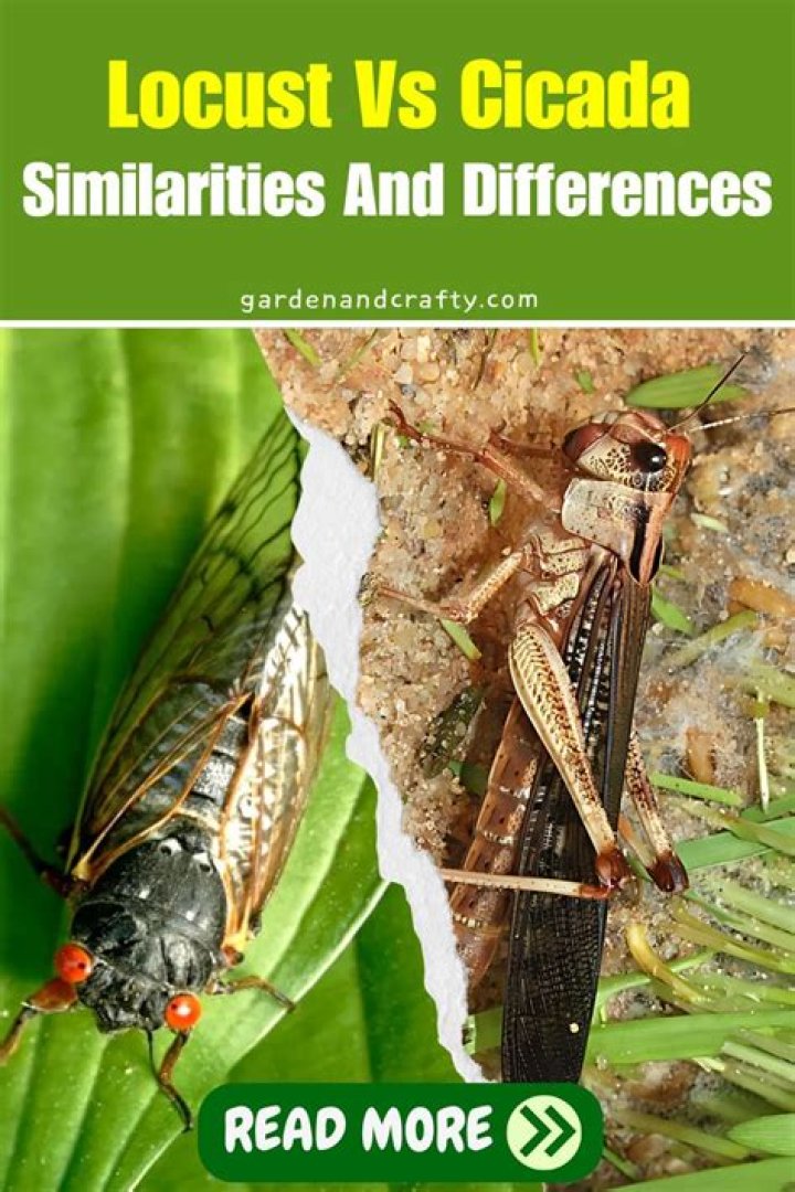 Whats the difference between a locust and a cicada?