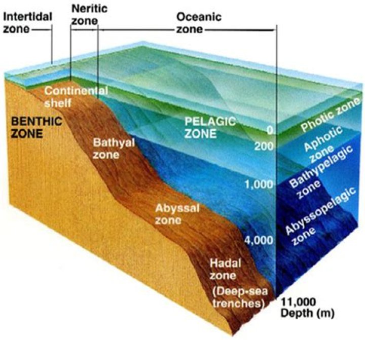 Whats the difference between benthic and abyssal zone?