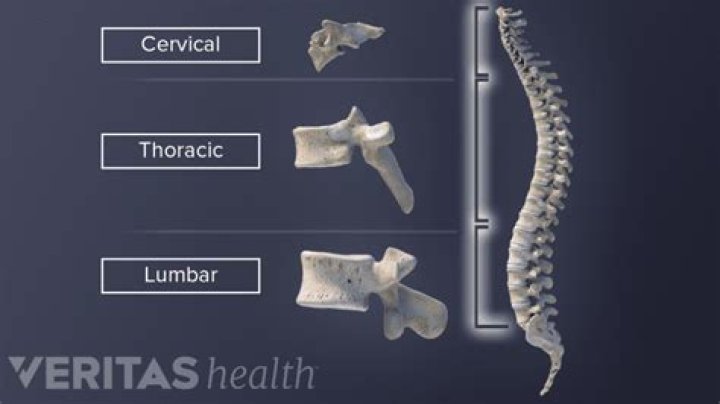Whats the lumbar vertebrae?