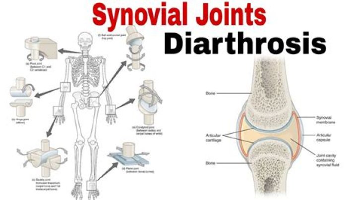 Whats the meaning of diarthrosis?