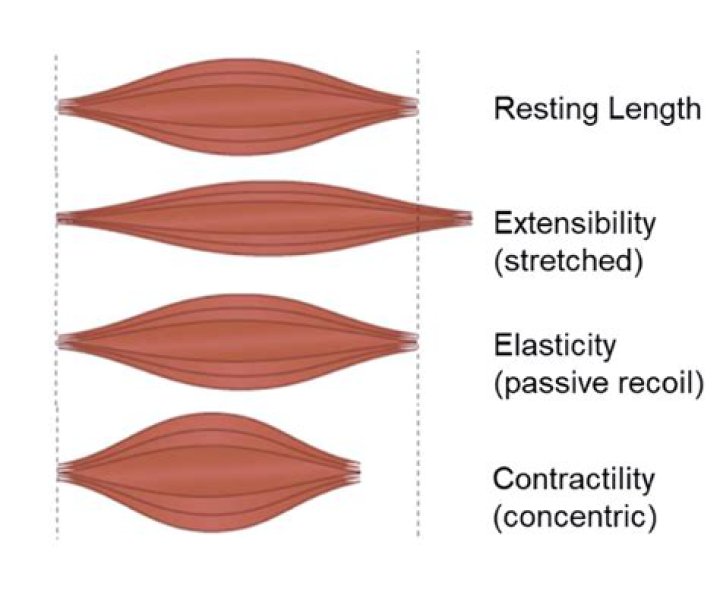 Whats the meaning of extensibility?