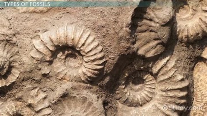 Whats the study of fossils?