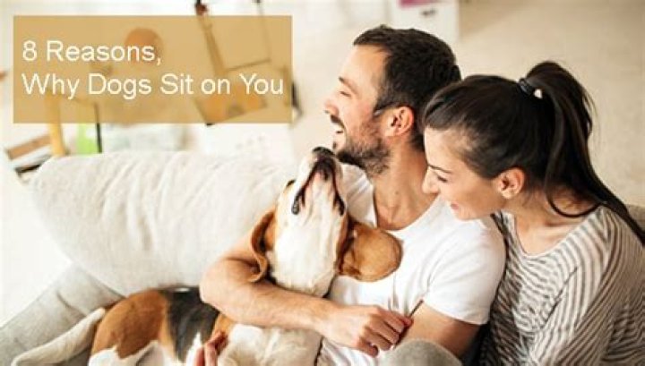 When a dog sits on you?