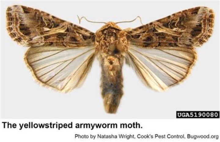 When are western yellowstriped armyworm infestations the worst?