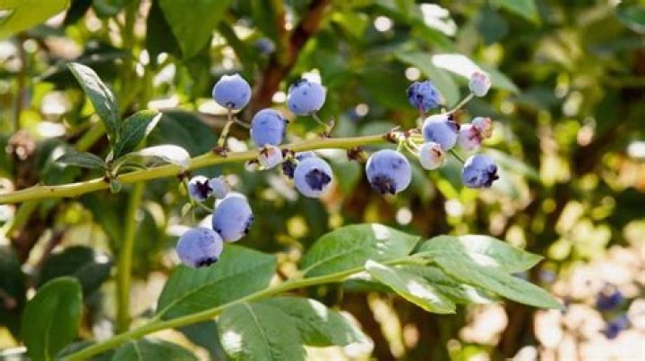 When blueberries in season?