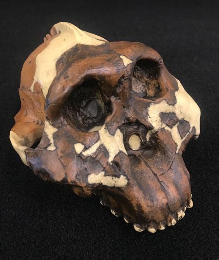 When did paranthropus boisei live?