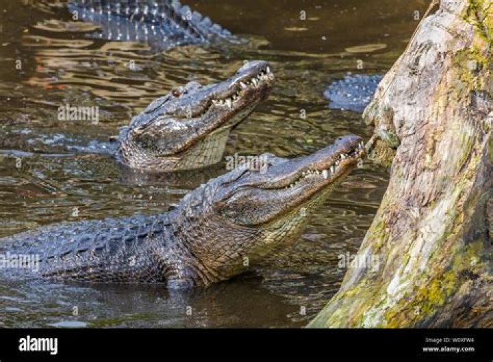 When do alligators mate?