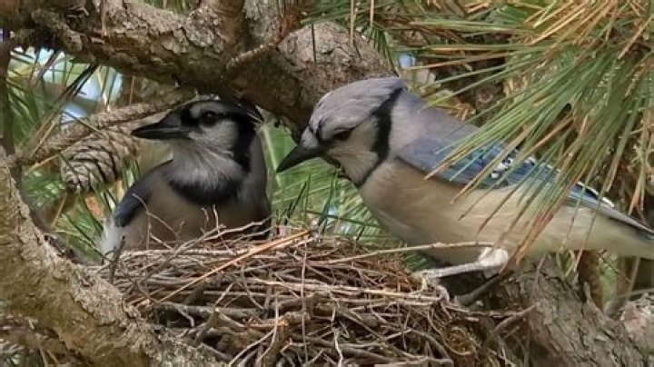 When do blue jays nest?