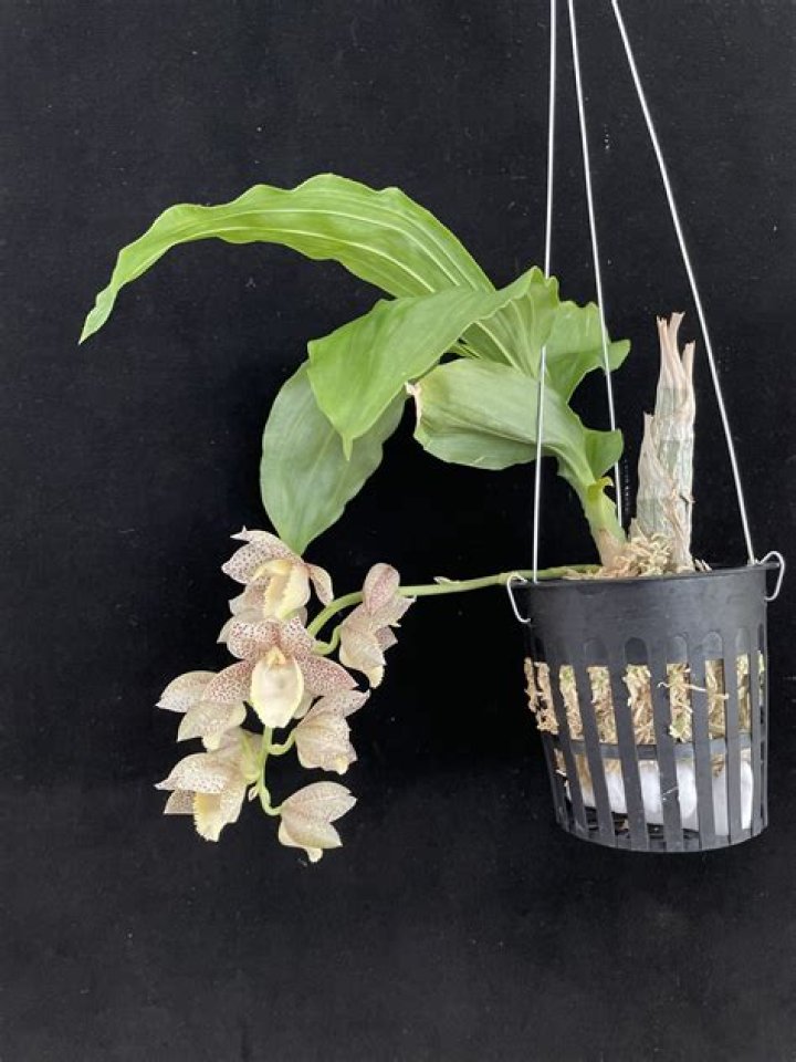 When do catasetums bloom?